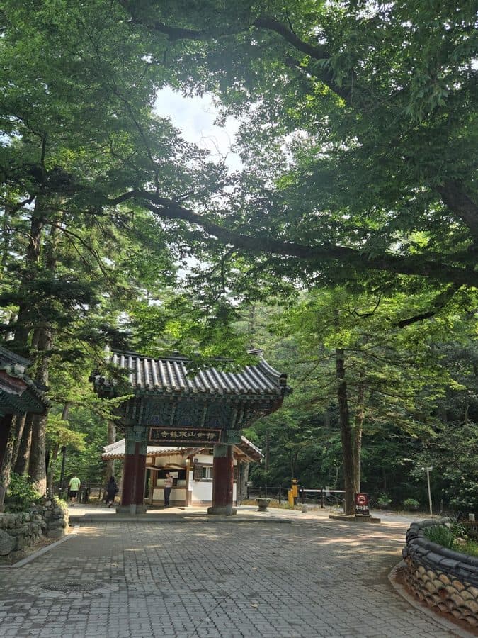 오래된 나무가 있는 곳 — 오래된 나무 두 그루
